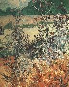 Vincent Van Gogh Thistles (nn04) china oil painting artist